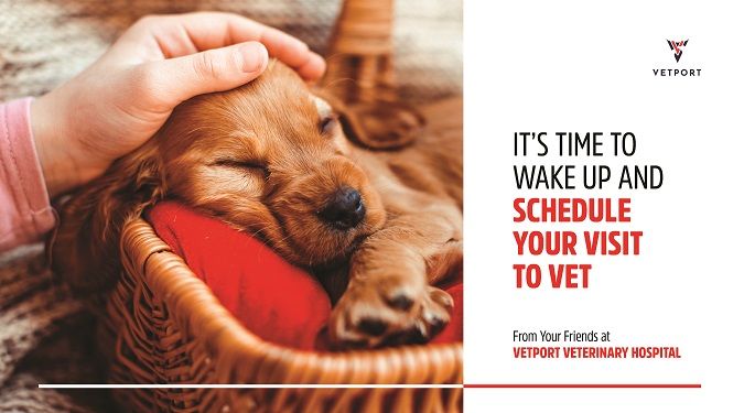 veterinary reminder card